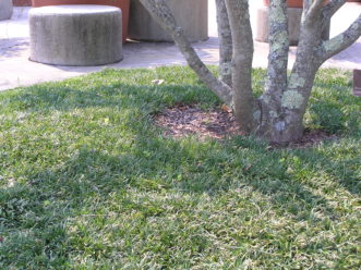 A dwarf mondo grass used as a dense groundcover.