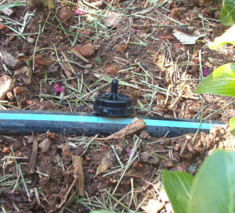 A ½ gallon per hour drip emitter in operation