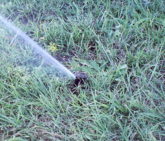 A gear-drive or rotor sprinkler in operation.