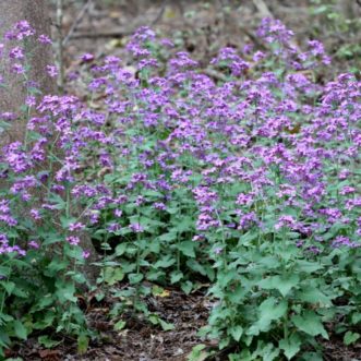 A group of money plants (Lunaria annua) in a partly-shaded woodland setting give a sea of pinkish-lavender color during spring. Small colonies form from the seed that are dropped.