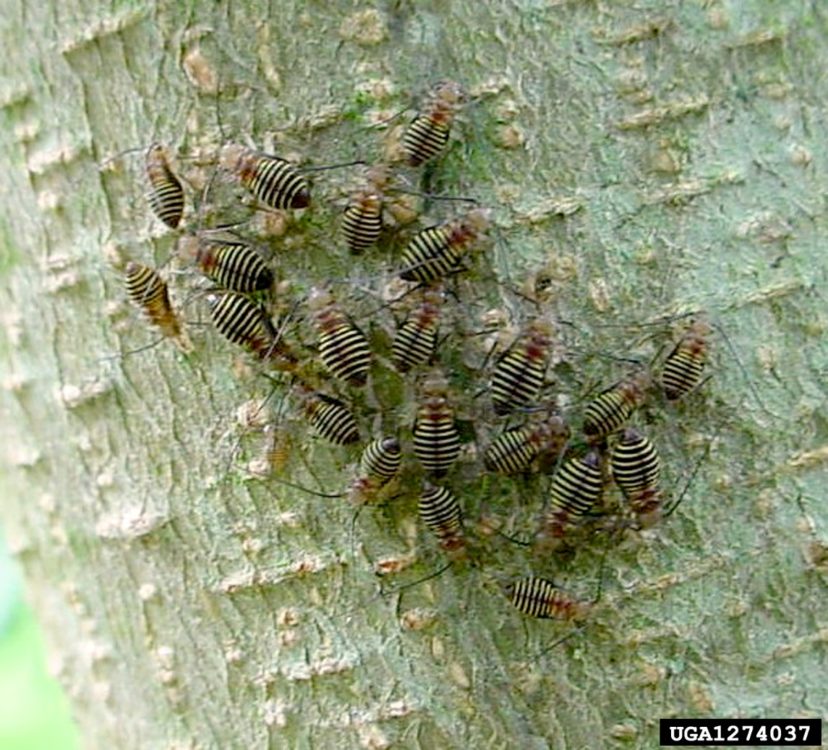 Barklice Home & Garden Information Center