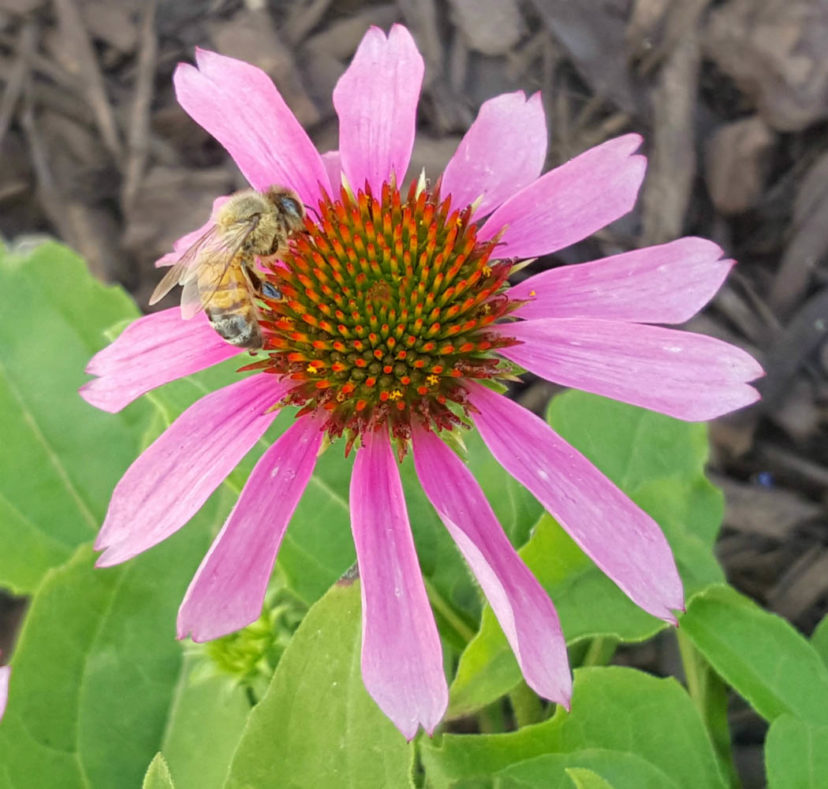 A honey bee pollinating a Purple Coneflower (Echinacea purpurea).