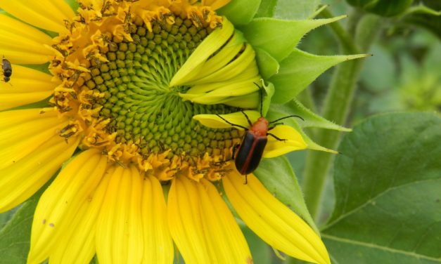 Native Pollinators