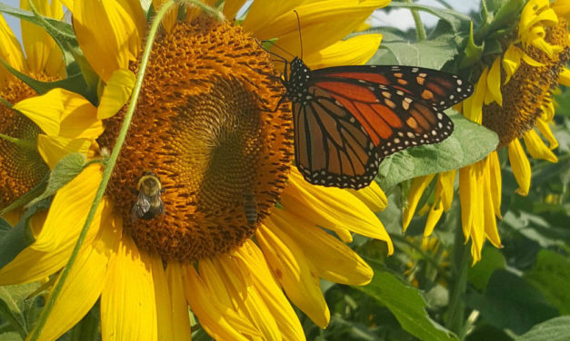 Pollinator Gardening