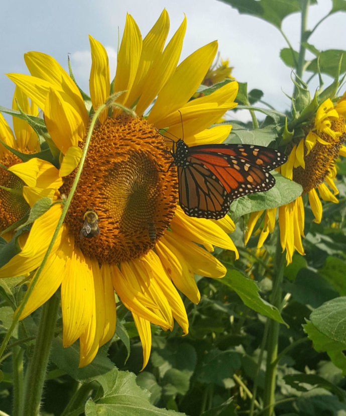 pollinator-gardening-home-garden-information-center