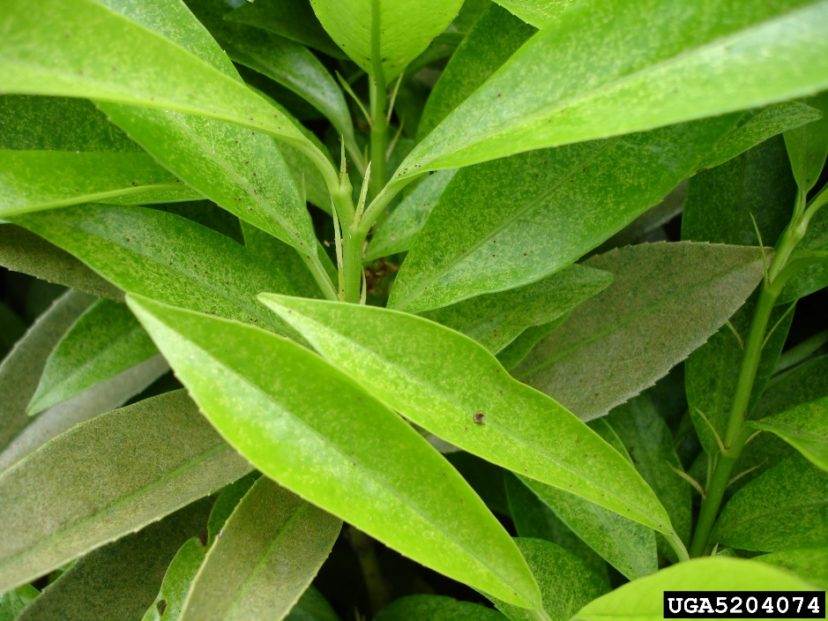 A severe spider mite infestation has caused stippling damage on this 'Otto Luyken' laurel Prunus laurocerasus 'Otto Luyken'.