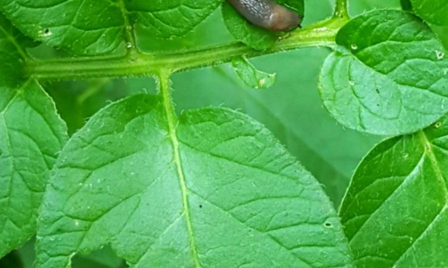 Snails & Slugs in the Home Garden