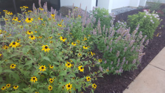 A small pollinator garden with Brown-eyed Susan (Rudbeckia triloba) and Anise Hyssop (Agastache foeniculm).