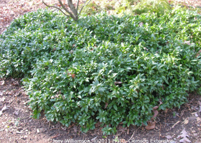 A spreading clump of dwarf Himalayan sweetbox (Sarcococca hookeriana var. humilis)