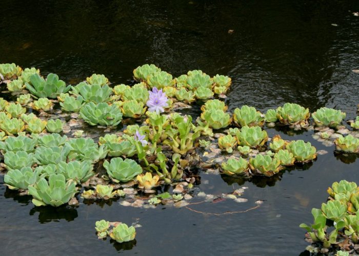 A water hyacinth (Eichhornia crassipes) is growing with a colony of water lettuce (Pistia stratiotes) in a pond. Millions of dollars are spent on water hyacinth eradication.