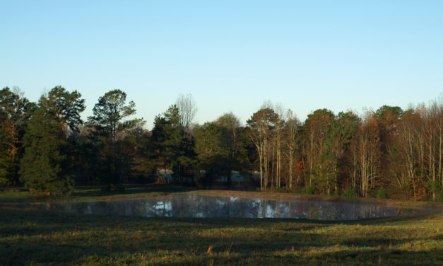 Fertilizing Recreational Fish Ponds