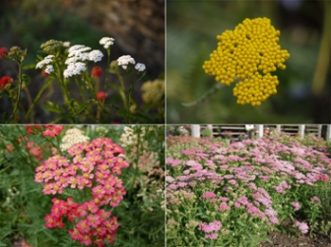 Color range of yarrow, both common and cultivated.