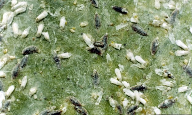 Armored Scale Insects & Control