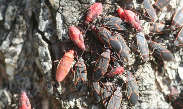 Boxelder Bugs