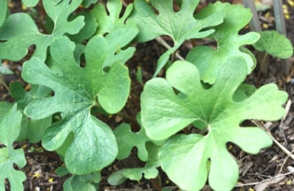 After the short-lived flowers have fallen, the leaves of bloodroot (Sanguinaria canadensis) fully expand.