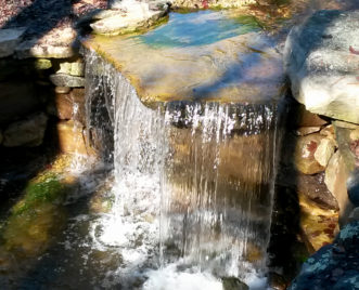 Algae problems in water gardens are generally caused by excess sun and nutrients in the pond water.