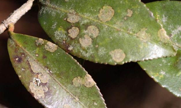 Algal Leaf Spot