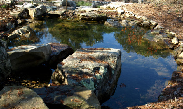 Aquatic Garden Pond & Pool Construction