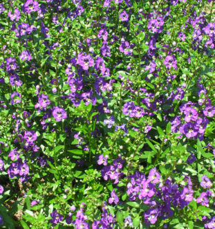 Angelonia angustifolia ‘Angelface Blue’
