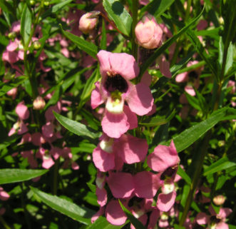 Angelonia angustifolia ‘AngelMist Dark Pink’