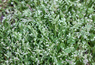Annual bluegrass (Poa annua) is a cool weather annual grass weed that produces seed heads in the early spring.