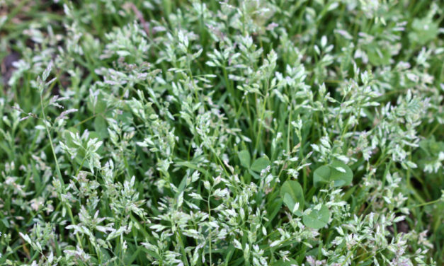 Grassy Weeds