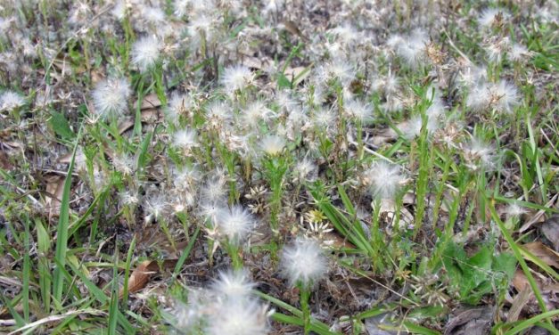 Annual Trampweed