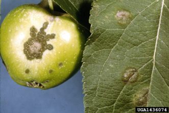 Apple scab on young fruit and leaf.