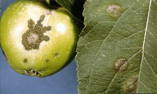 Apple & Crabapple Diseases