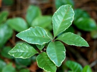 Ardisia japonica ‘White Cap’ with narrow white variegation on leaf margins of gray-green foliage. 