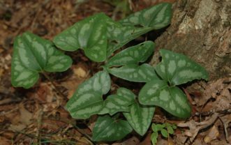 Arrowleaf ginger is native throughout South Carolina. 