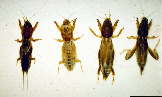 Mole Cricket Management in Turfgrass