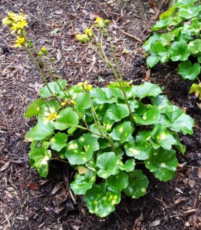 Aureomaculta leopard plant (Farfugium japonicum 'Aureomaculata') has green glossy foliage with bright yellow spots.
