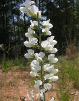 Baptisa alba, white false indigo, growing wild in the Upstate. 