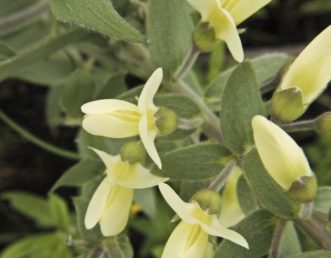 Baptisia bracteata var. leucophaea with felted gray-green leaves.
