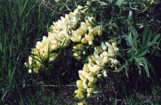 Baptisia bracteata with arching flower stems.