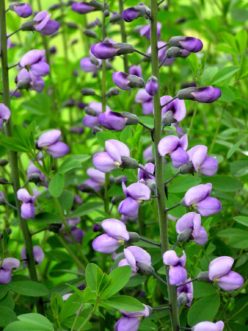 Baptisia ‘Purple Smoke’, an NCBG introduction.