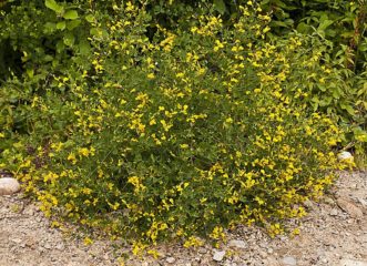Baptisia tinctoria was once used extensively for dyeing.