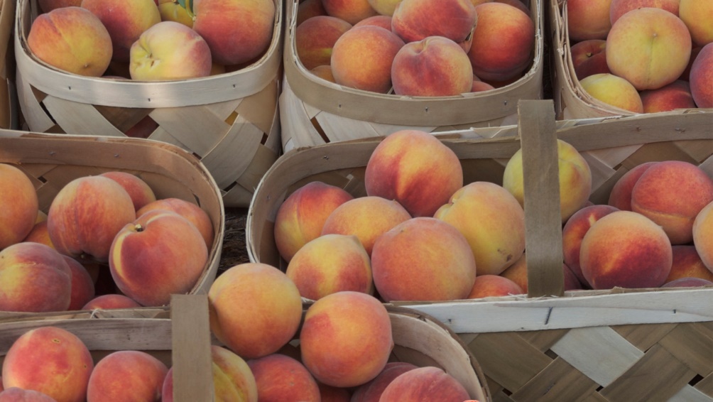 Using Storing Peaches Home Garden Information Center,Gyro Recipe