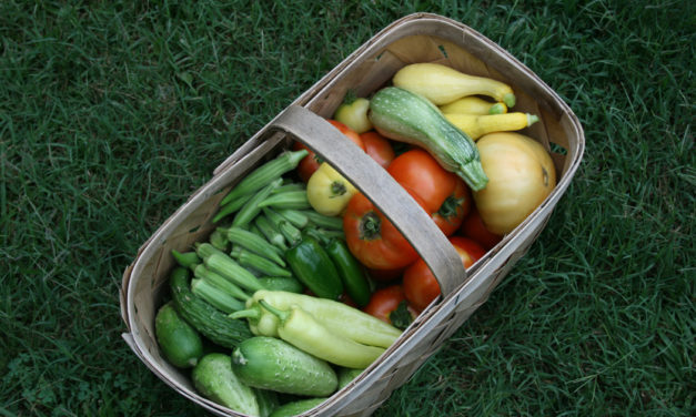 Harvesting Vegetables