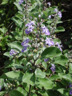 Beach vitex flowers are on stalks at the end of the new shoot and mature from the bottom up toward the tip.