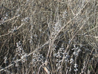 Beach vitex in winter with the dry fruits on a leafless, woody mass of stems. 
