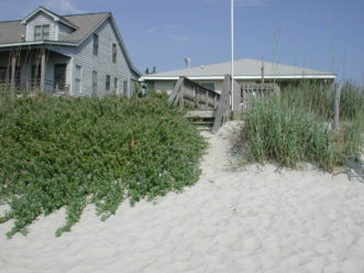Beach vitex on the left of the pathway and native sand dune species on the right on a front dune on Pawleys Island. 