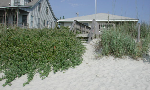Identifying & Managing Beach Vitex