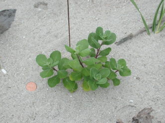 Beach vitex seedlings can be distinguished from silver-leaf croton by looking at the leaf arrangement. Silver-leaf croton has one leaf at each location on the stem; beach vitex has leaves in pairs on each side of the stem. Beach vitex leaves are also more round. 