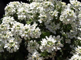 Beautiful flowers of Iberis sempervirens. commonly known as Candytuft.