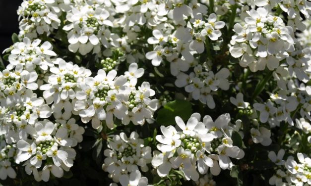 Iberis (Candytuft)