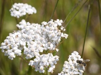 Native bee foraging on white yarrow blossom.