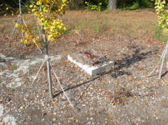 Figure 5. Without action to remove debris in the grate and cell, this grate may become clogged with floatable leaf litter and result in drainage problems in the bioretention cell. A new hardwood mulch layer should be established in the cell to prevent clogging, reduce exposed soils and minimize the chance of erosion. Photo courtesy Bill Lord, NCSU.