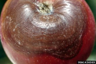 Black rot damage to apple fruit.